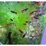 Koi Tuxedo Guppy fish for sale
