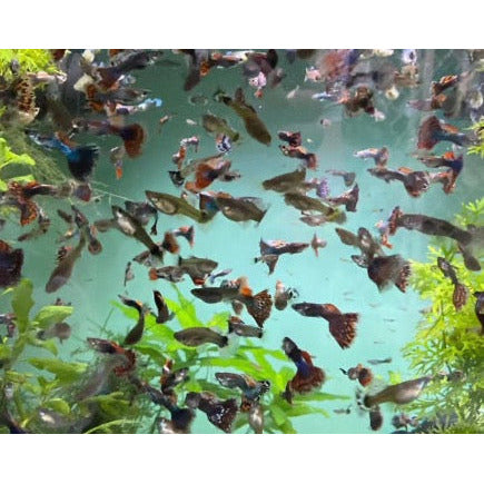 Dumbo Ear Mosaic Guppy for sale