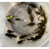 Common Bristlenose Catfish cleaner for sale