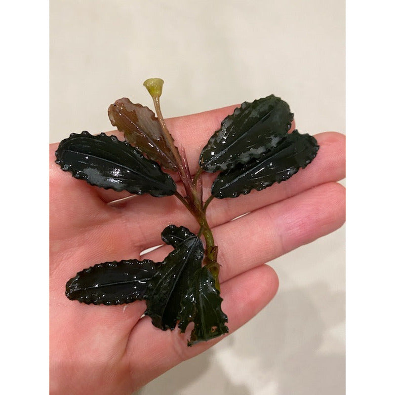 Bucephalandra Elegant Blue - Buce Plant For Sale