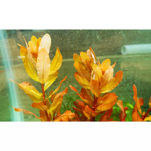 Ludwigia Inclinata Var. Cuba plant for sale