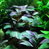 lobelia cardinalis live aquarium plant