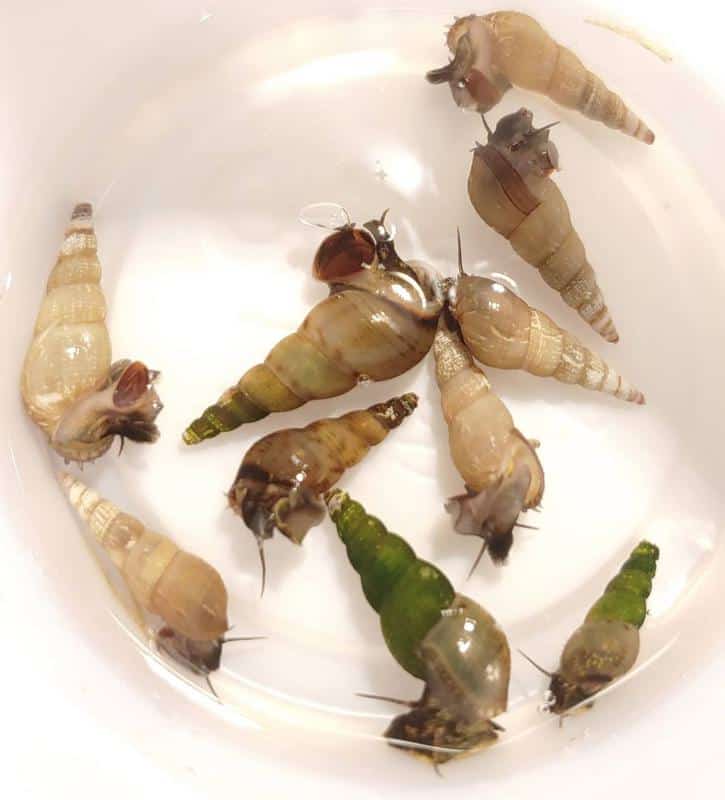 Malaysian Trumpet Snail Juveniles