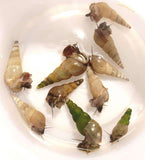 Malaysian Trumpet Snail Juveniles
