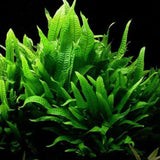 Microsorum pteropus live Aquarium beginner plant for sale