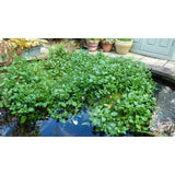Water Cress Edible Pond Plant