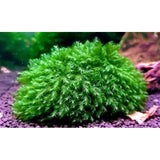 Phoenix Moss  breeding aquarium moss sale