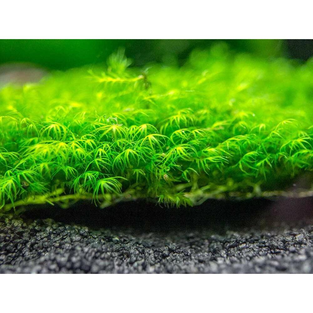 Phoenix Moss (Fissidens Fontanus) for sale