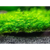 Phoenix Moss (Fissidens Fontanus) for sale