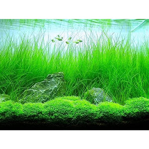 Hair grass Aquarium