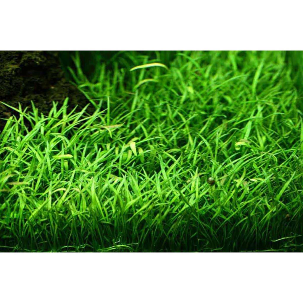Lilaeopsis