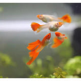 Albino Koi Guppy aquarium fish