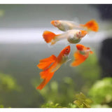 Albino Koi Guppy