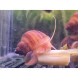 mystery snail chestnut cleaner for sale