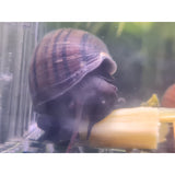 Brown/Black Mystery Snail fish tank cleaner