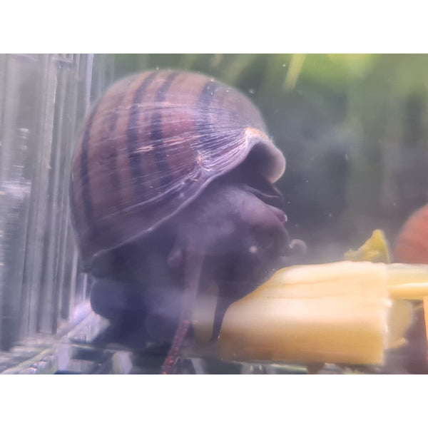 Brown/Black Mystery Snail Fish Tank Cleaners For Sale