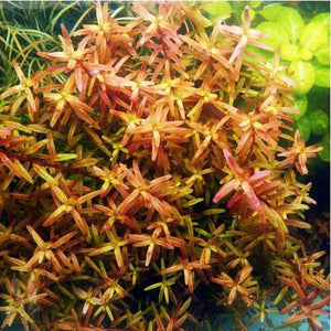 Rotala Rotundifolia