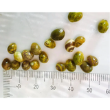 Nerite Snails For Sale