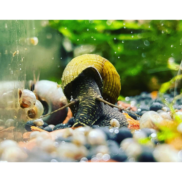 Yellow Poso Rabbit Snail For Sale