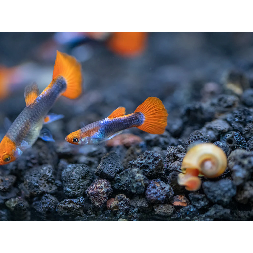 Koi Tuxedo Guppy fish for sale