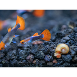 Koi Tuxedo Guppy fish for sale