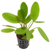echinodorus