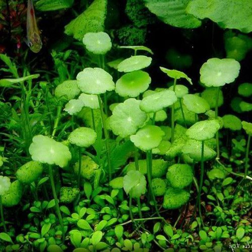 Pennywort
