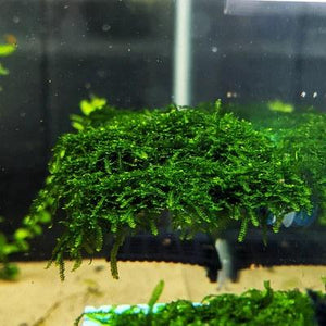 Weeping Moss Vesicularia Ferriei aquarium moss