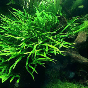 Microsorum Pteropus - Trident Java Fern - Aquafy aquatic shop