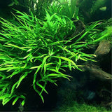 Microsorum Pteropus - Trident Java Fern - Aquafy aquatic shop