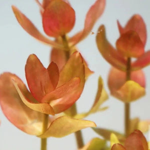 Bacopa Caroliniana 'Yellow Flame' - Aquafy aquatic shop