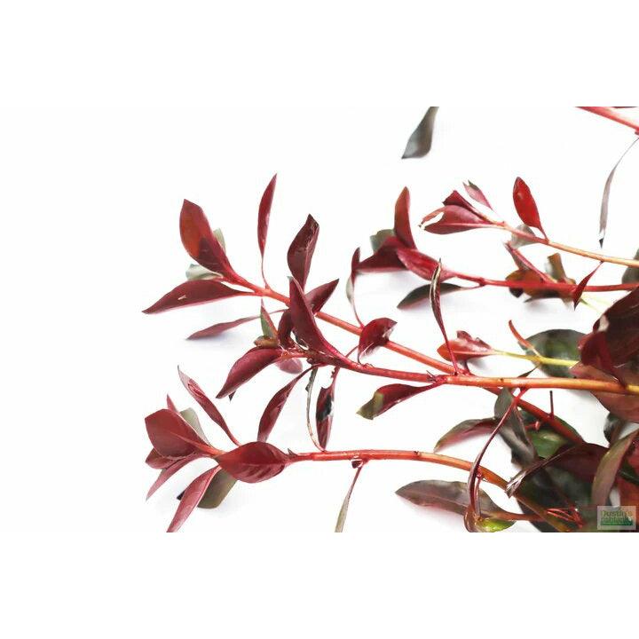 Ludwigia Glandulosa