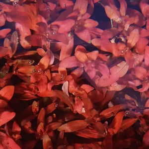 Ludwigia Inclinata Var. Cuba for sale