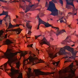 SALE! Ludwigia Inclinata Var. Cuba