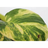 Pothos nitrate sucker for aquarium sale