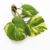 Pothos Epipremnum Aureum (Devil's Ivy)