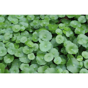 Pennywort