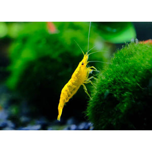 Yellow Cherry Shrimp