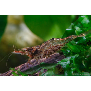 Australian Ninja/Chameleon Shrimp for sale