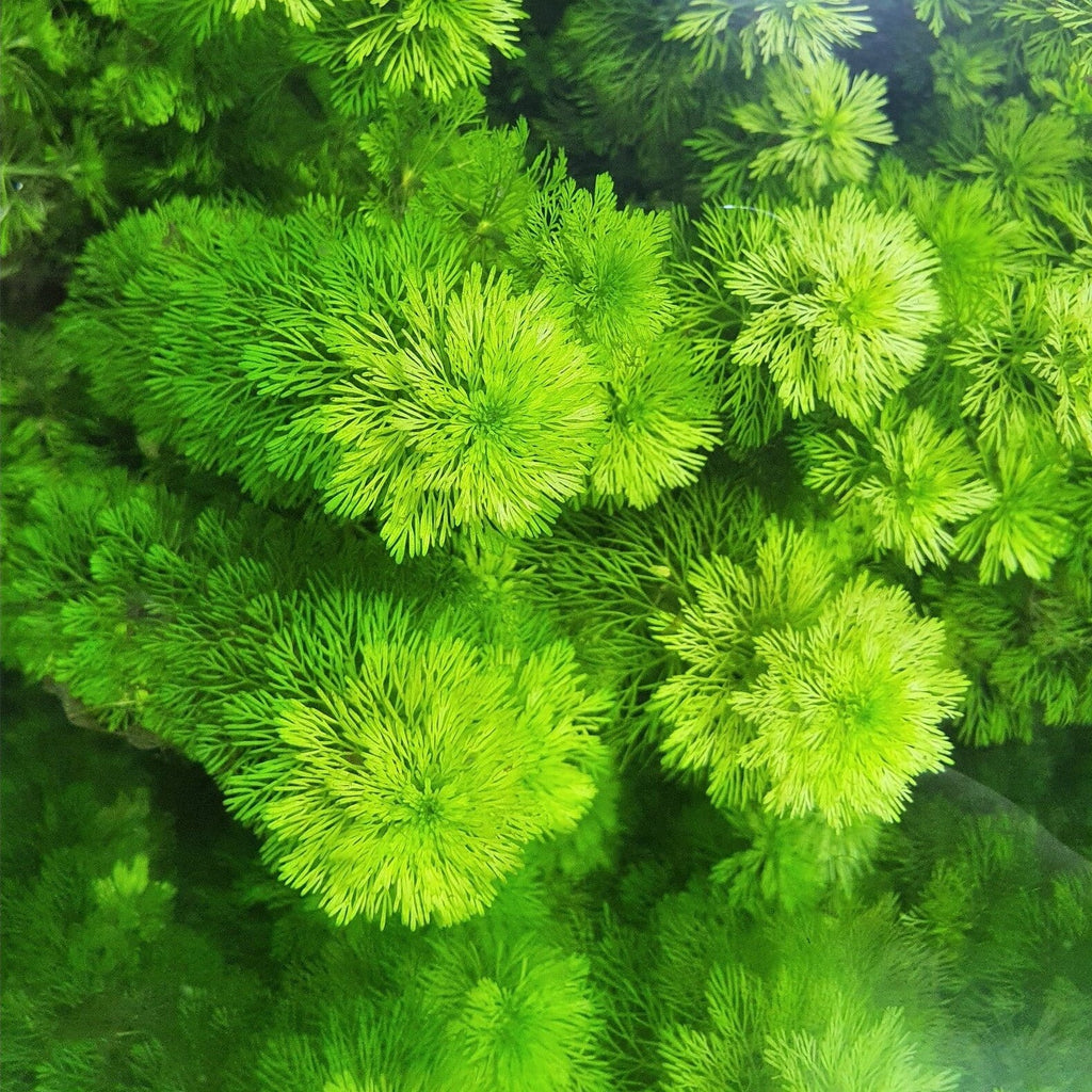 Ambulia in aquarium