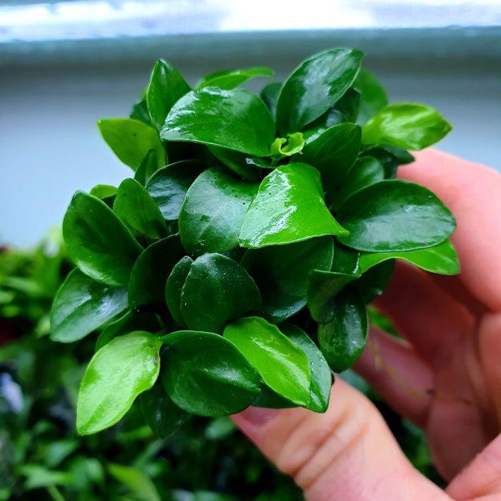 anubias bonsai tree Anubias Nana Bonsai for Sale
