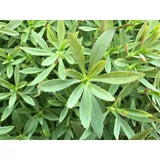 Limnophila Aromatica