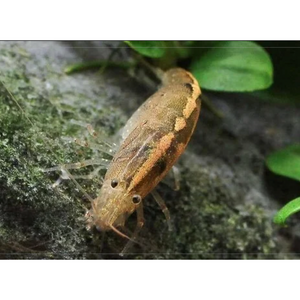 Australian Amano Shrimp