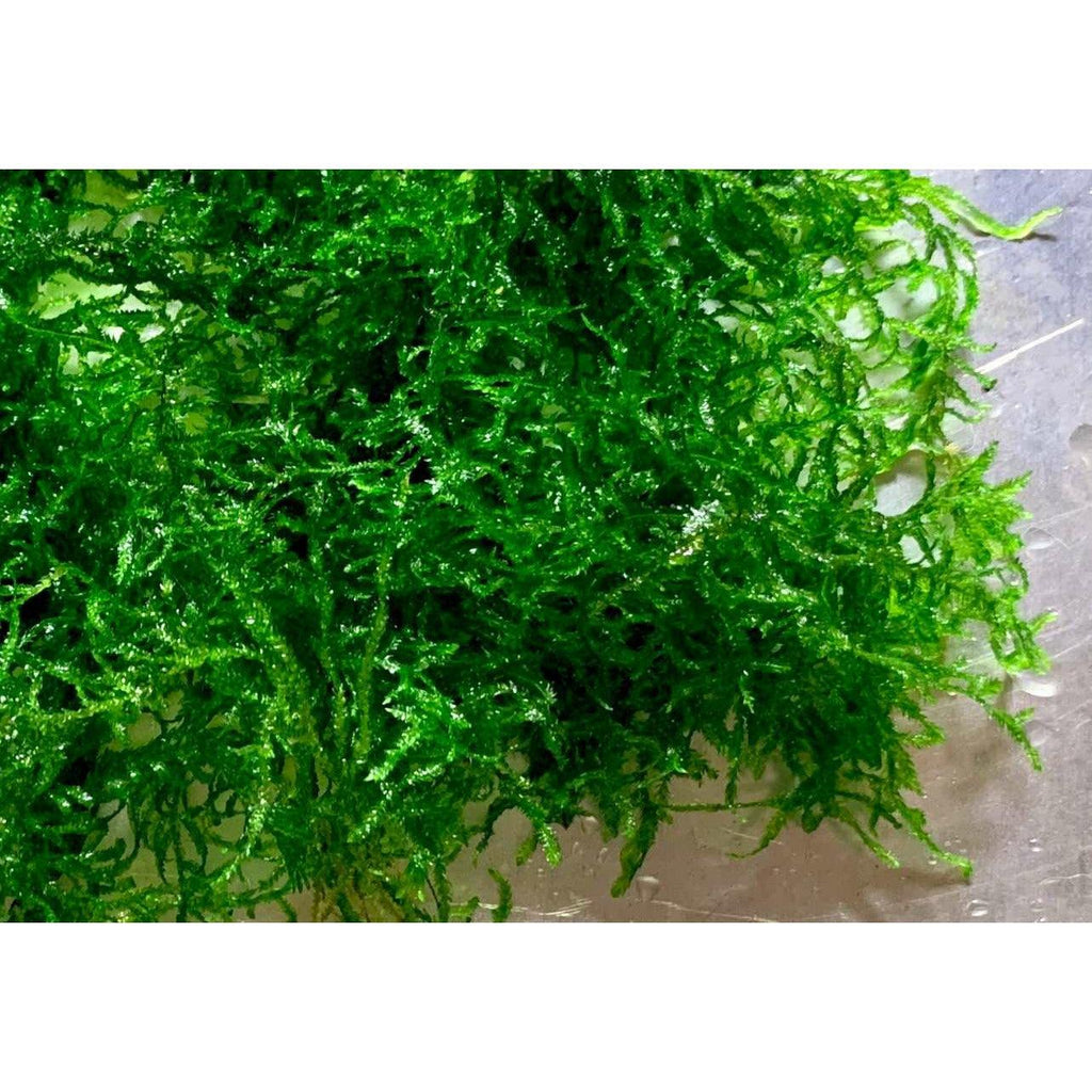 Flame Moss (Taxiphyllum 'Flame') Aquarium moss for sale