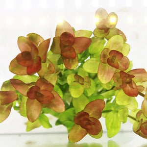 Bacopa Caroliniana Yellow Flame A