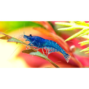 Blue Cherry Shrimp grazing