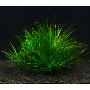 Blyxa Japonica