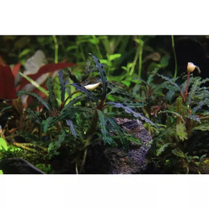 Bucephalandra Catherine for sale