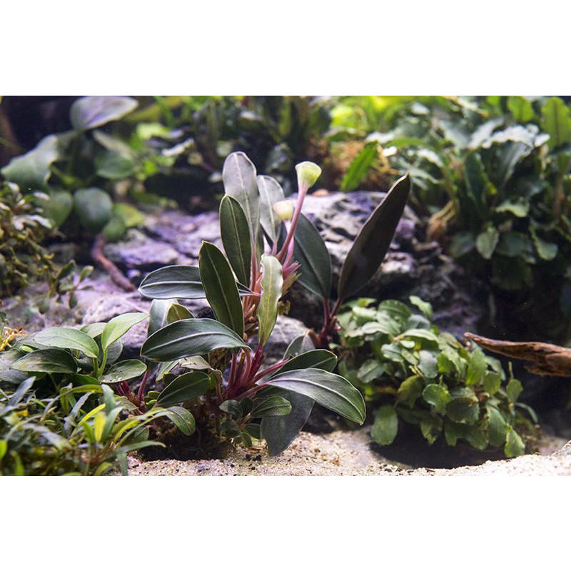 Rare Bucephalandra Pink Lady for sale