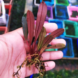 Rare Bucephalandra Pink Lady for sale